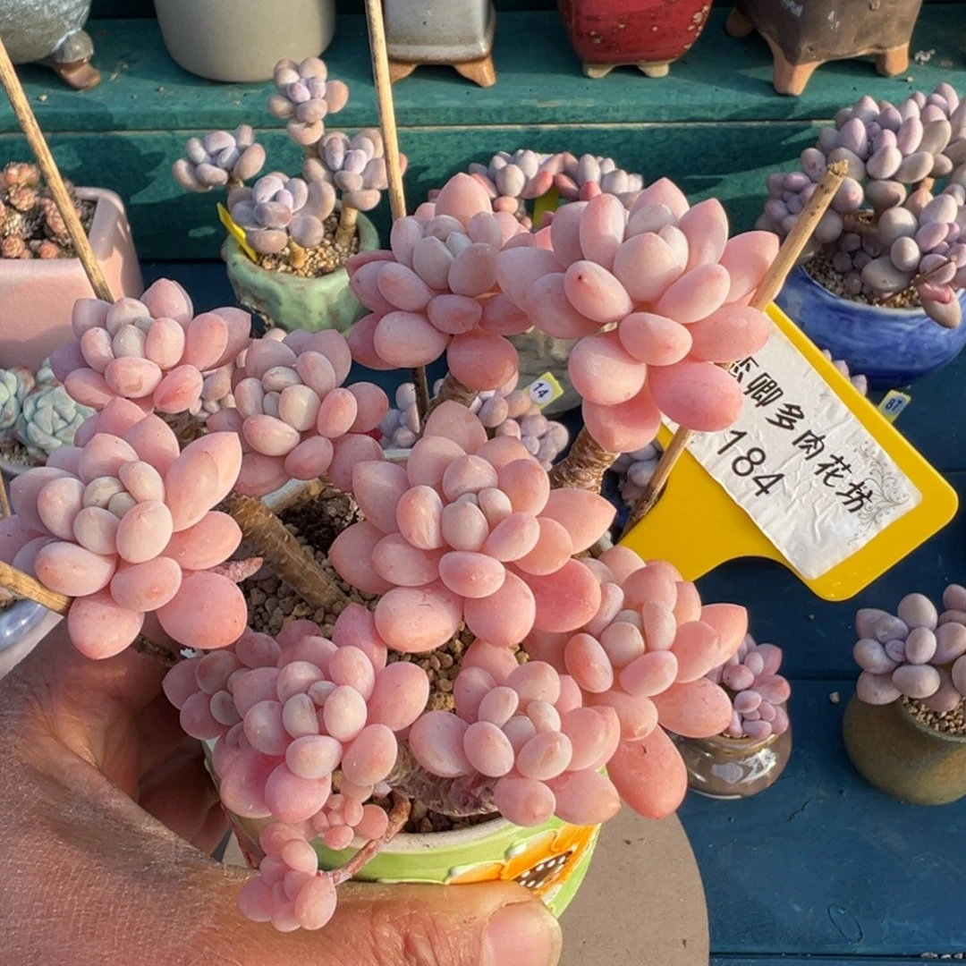 184号9鱼子酱老桩无砍