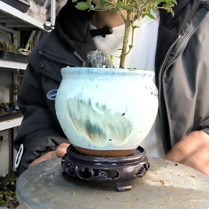 用****3小盆景小植物一物一拍409