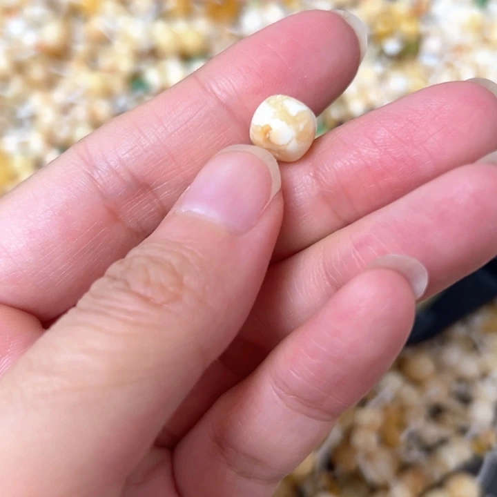 裸石蜜蜡未镶嵌8.9mm一个