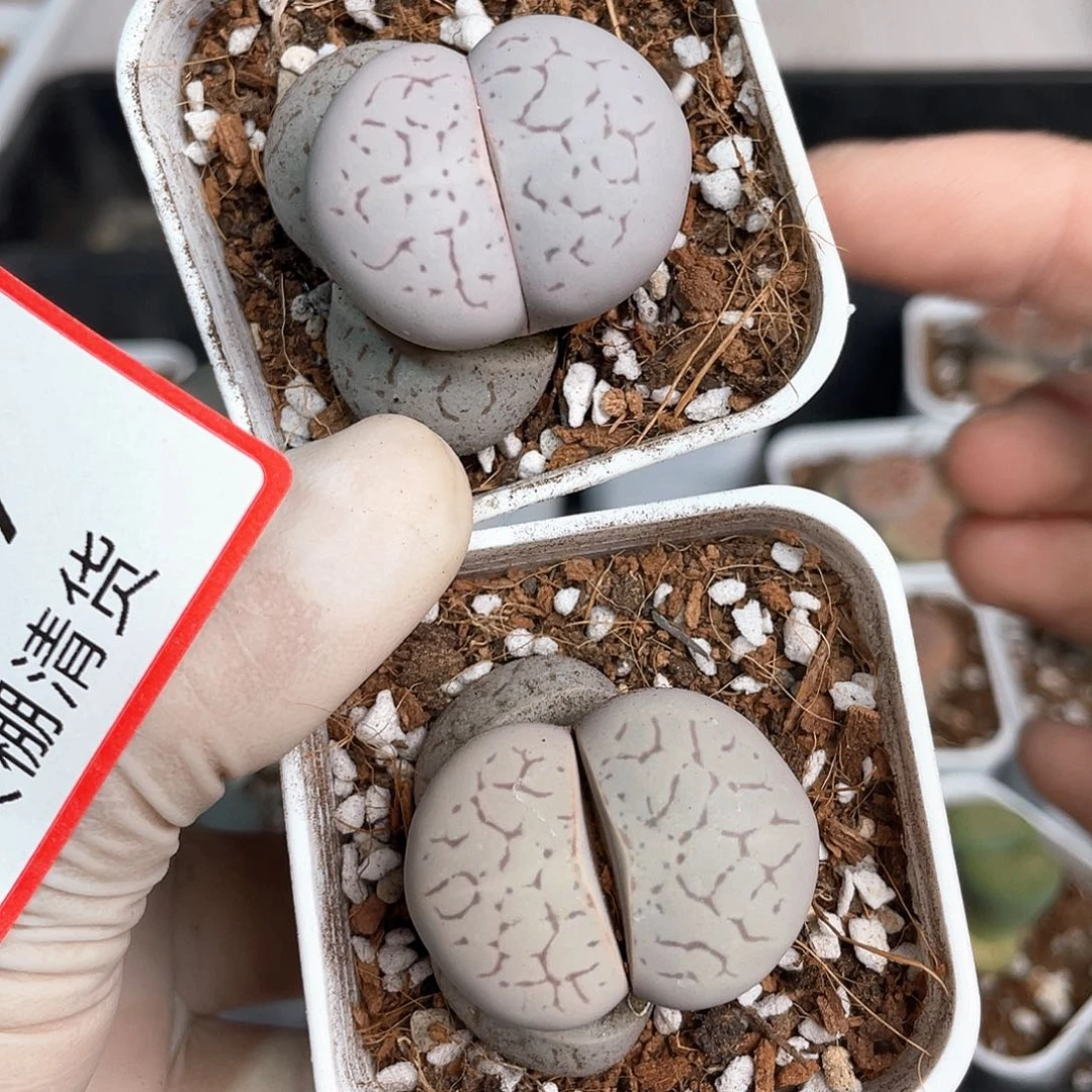 1809大棚清仓甩卖了