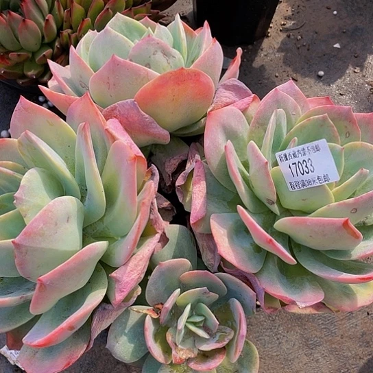 画***宠血凤17033多肉