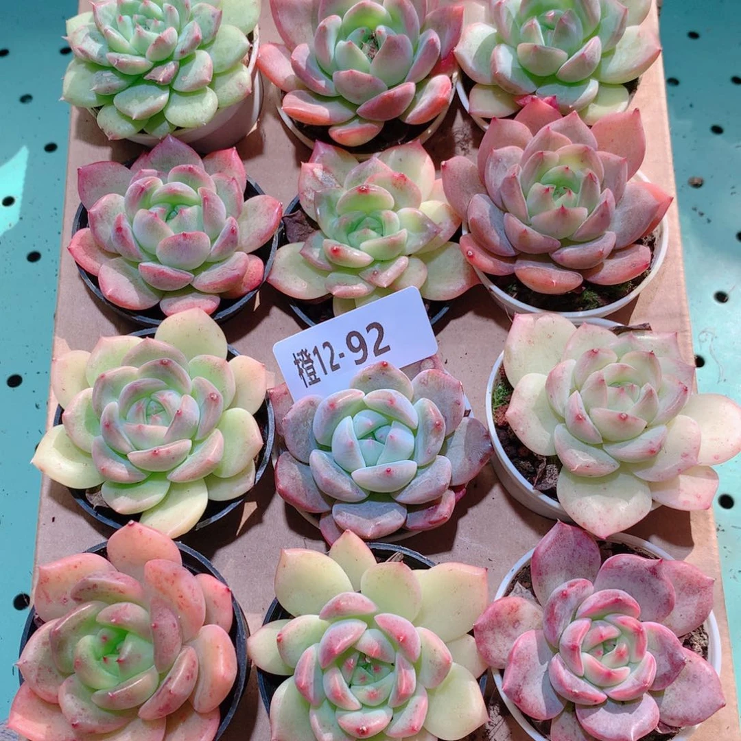 12-92一物一拍多肉带盆18颗