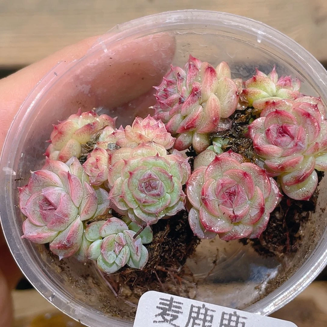 324。 纳格蓝珍妮。