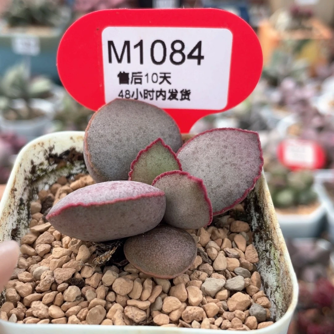 金牛座。   1084。
