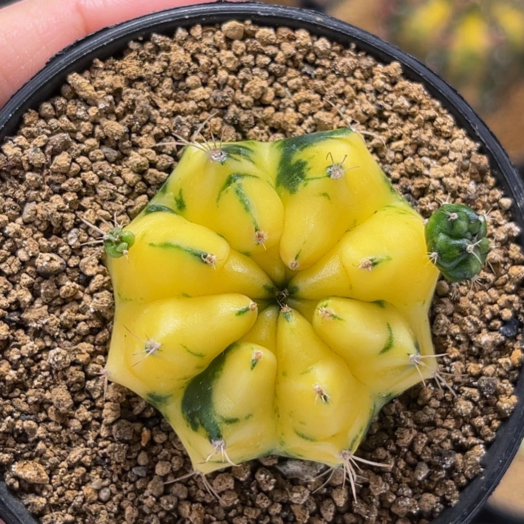 柠檬黄 米哈仙人球