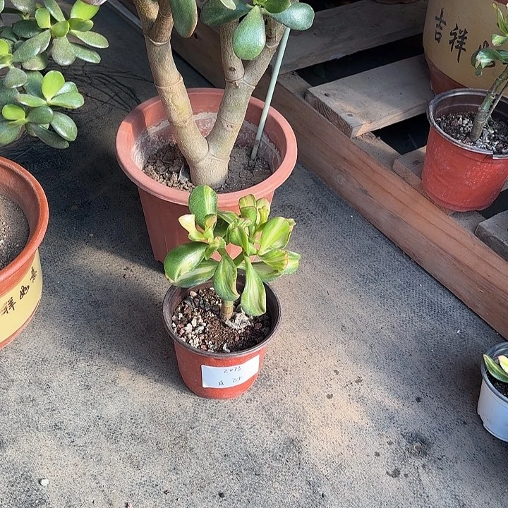 自***信当前无花栽培后可以开花卷叶25