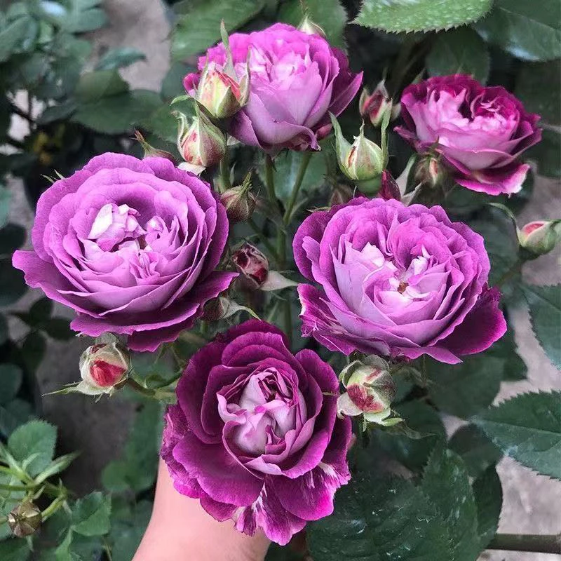 合唱团月季可藤可灌浓香型