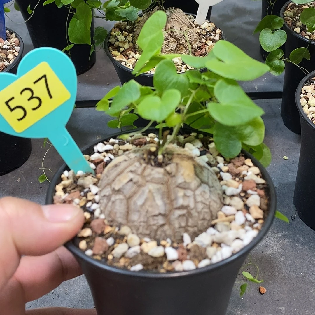 南非龟甲龙龟甲龙