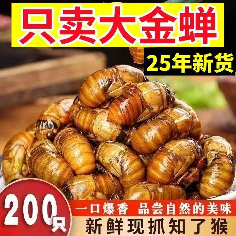 新鲜大个知了猴2025批发活体速冻金蝉知了鲜活蚕蝉蛹爬叉猴结了龟