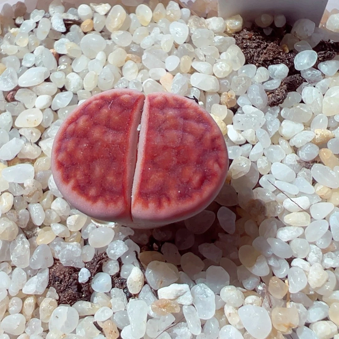 914-182多肉多肉阿克玫瑰