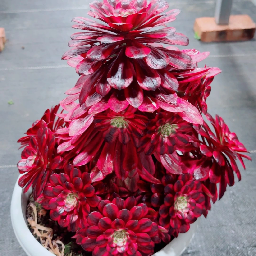 多肉植物发货发货