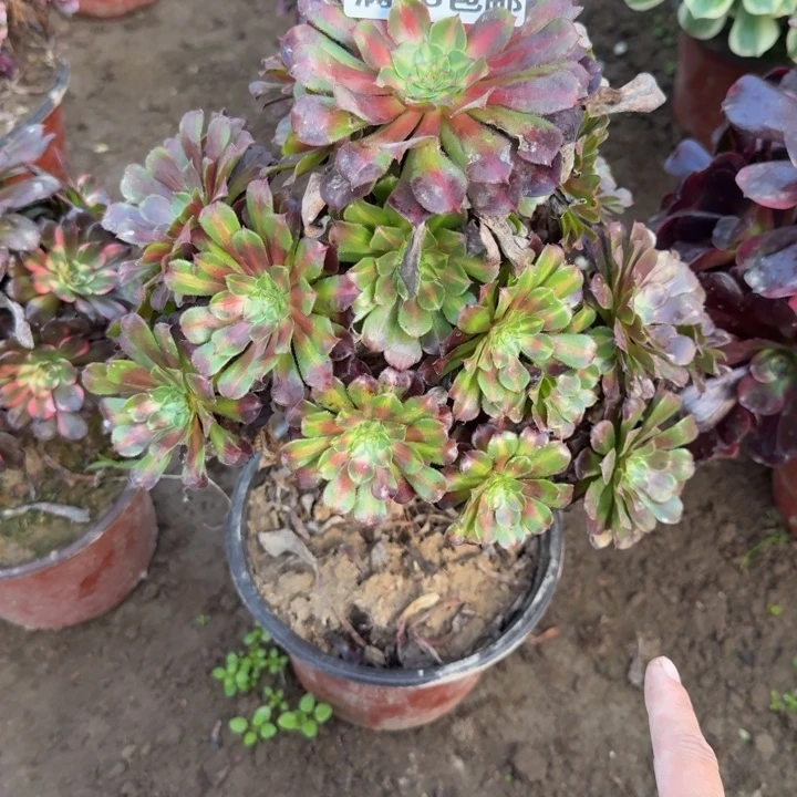 2251二号棚黑铜中班B