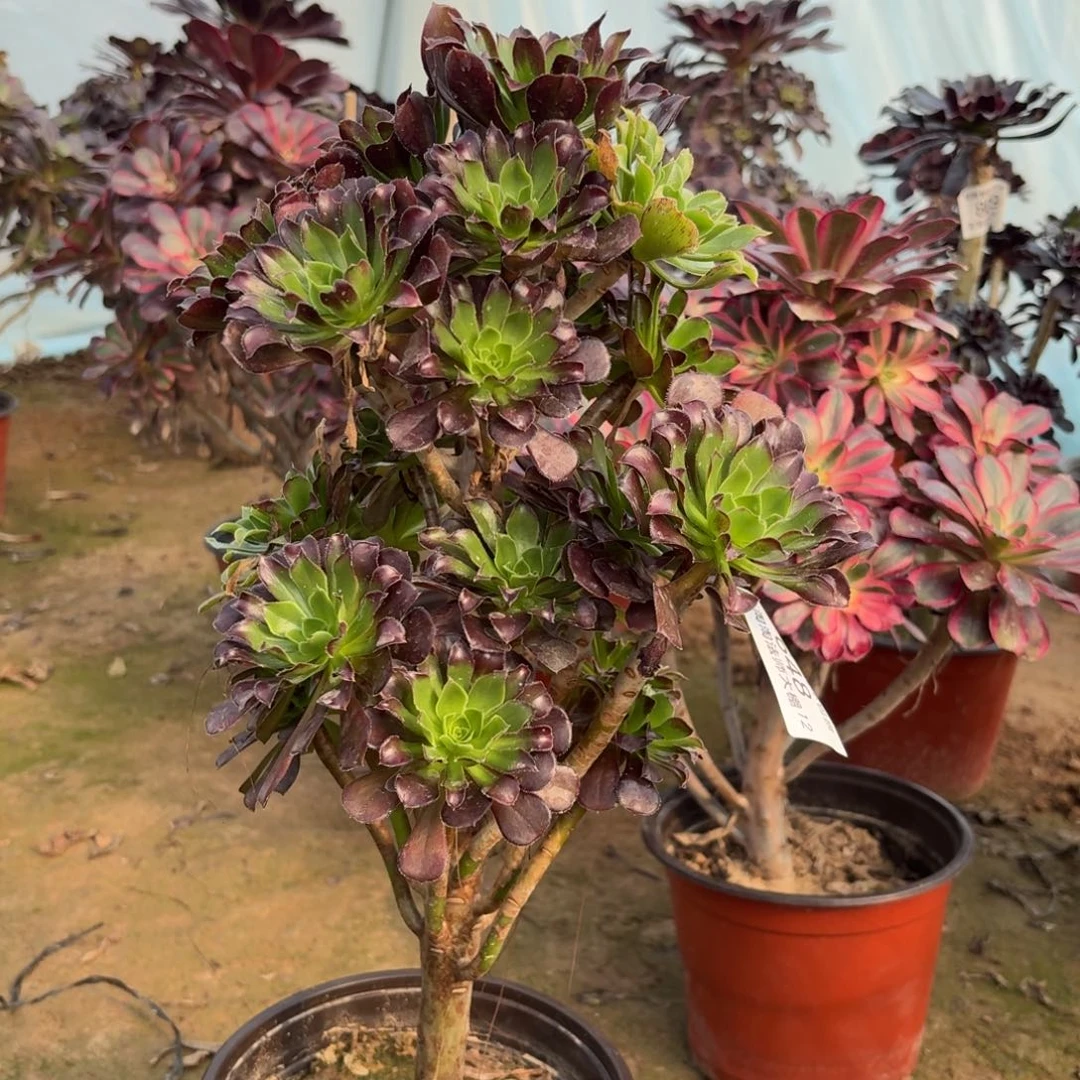 648三色多肉植物法师多肉