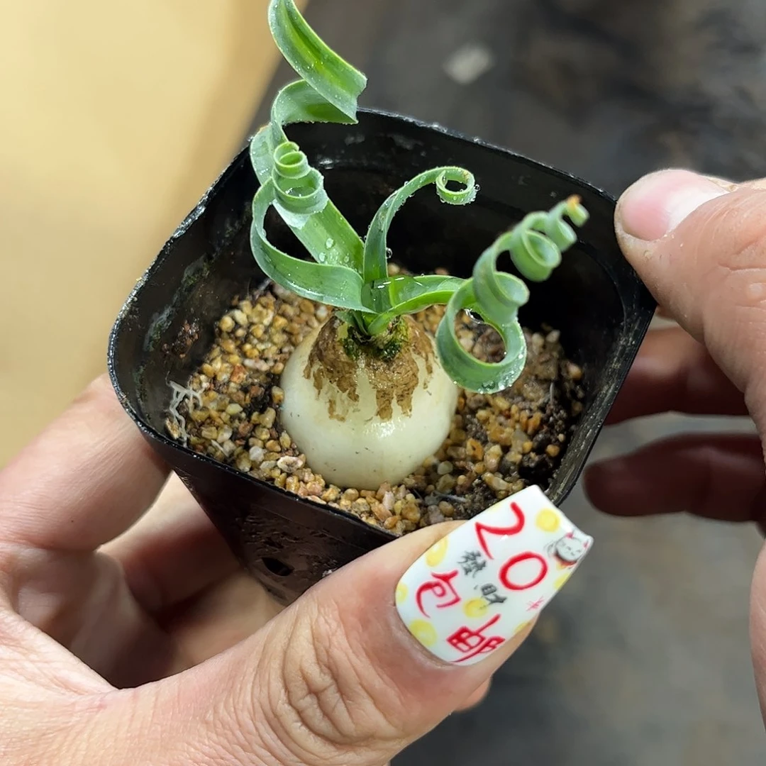 宽叶弹簧草单头发货有根