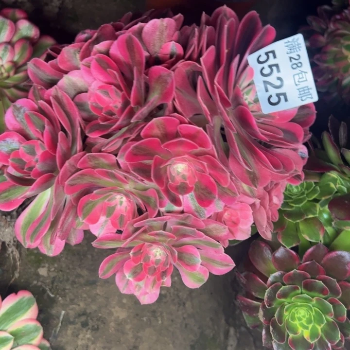 5525女巫多肉植物