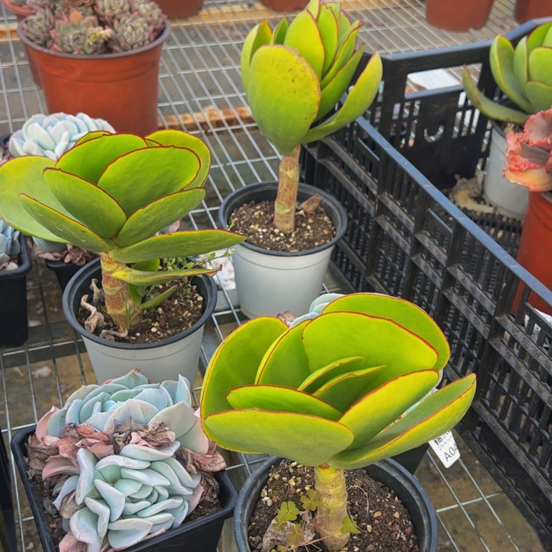 青梅多肉植物大单头