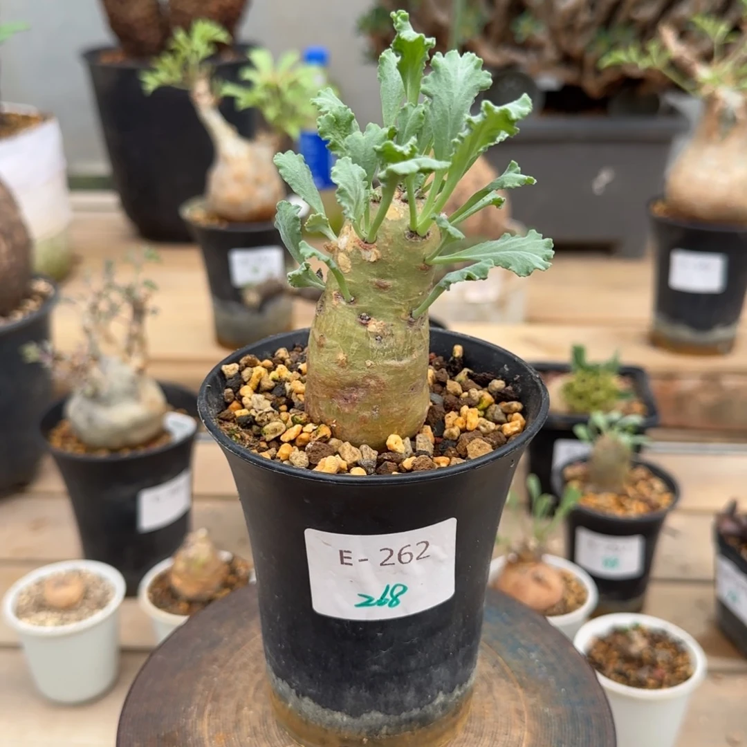 262奇连克洋葵块根植物