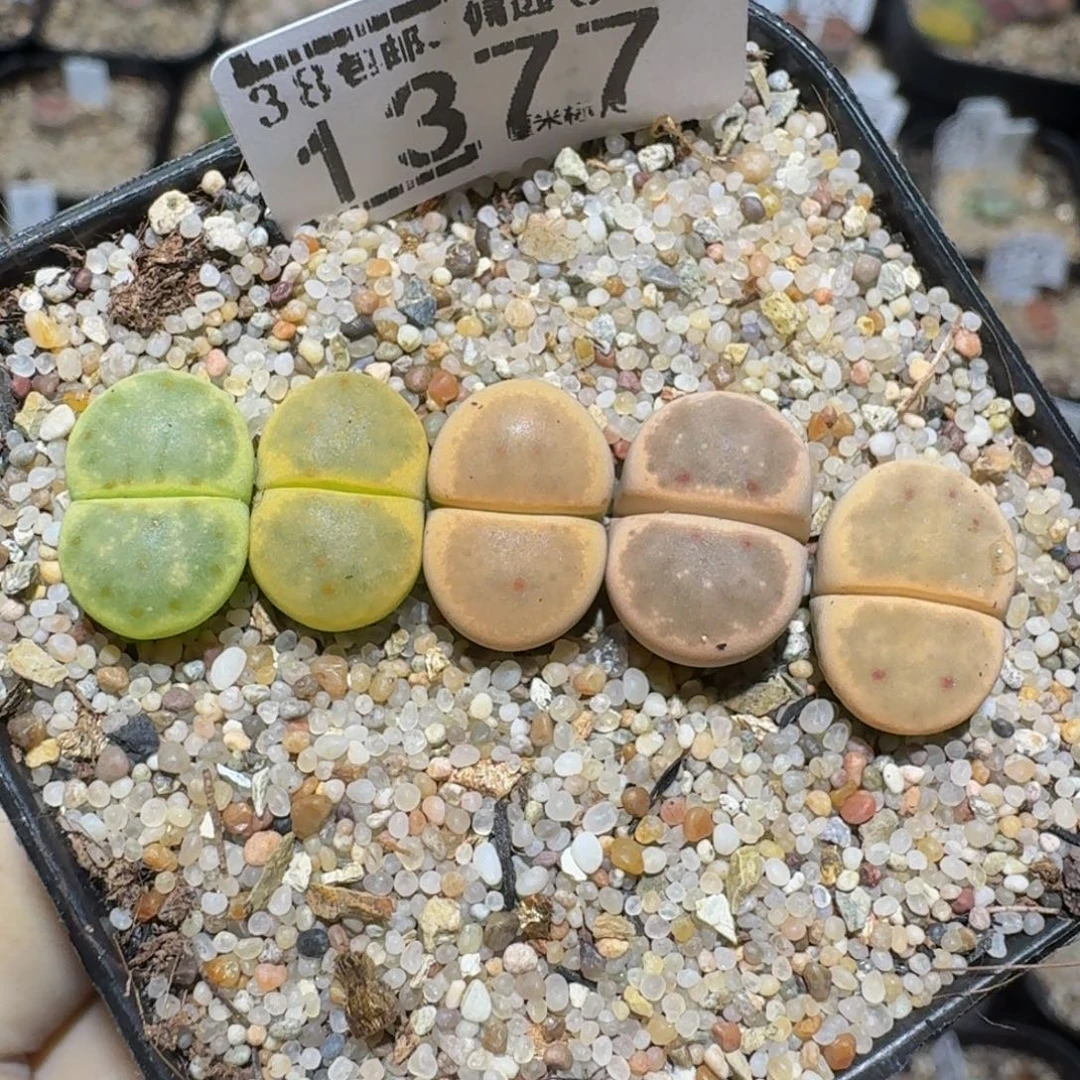 zzzz精品生石花1377