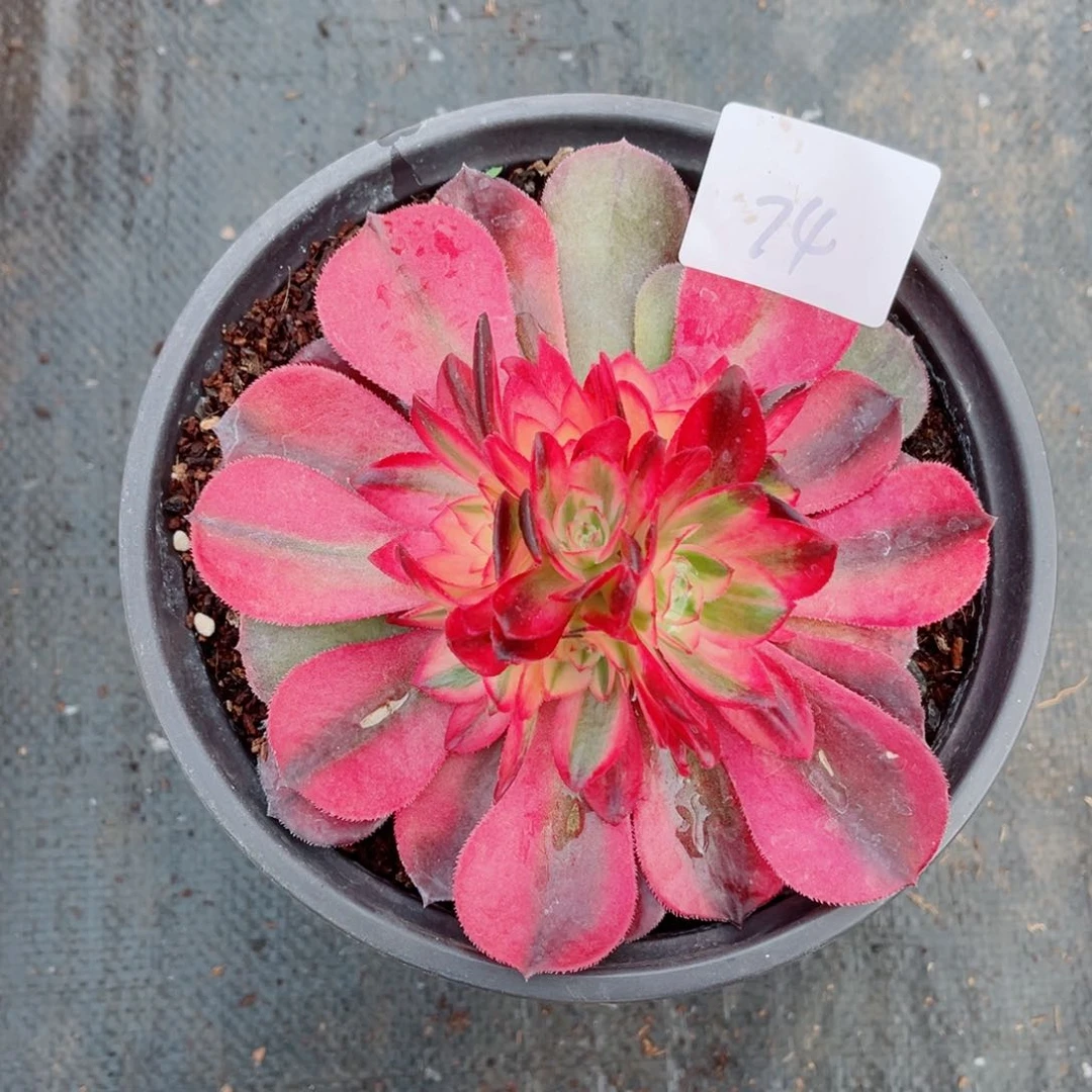 一物一拍多肉法师74