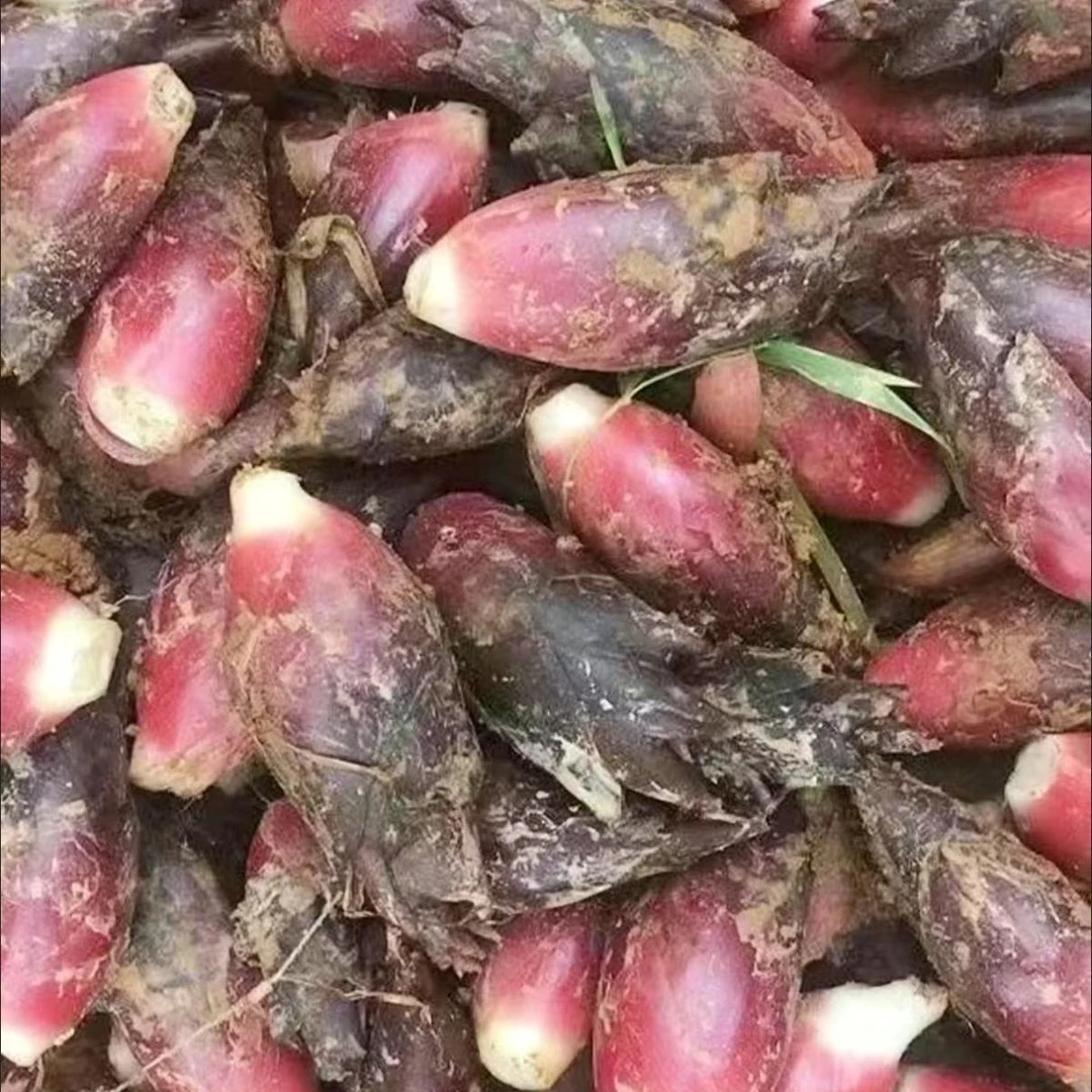新鲜现摘野生洋荷姜可凉拌的特色蔬菜（100%纯野生）假一赔十