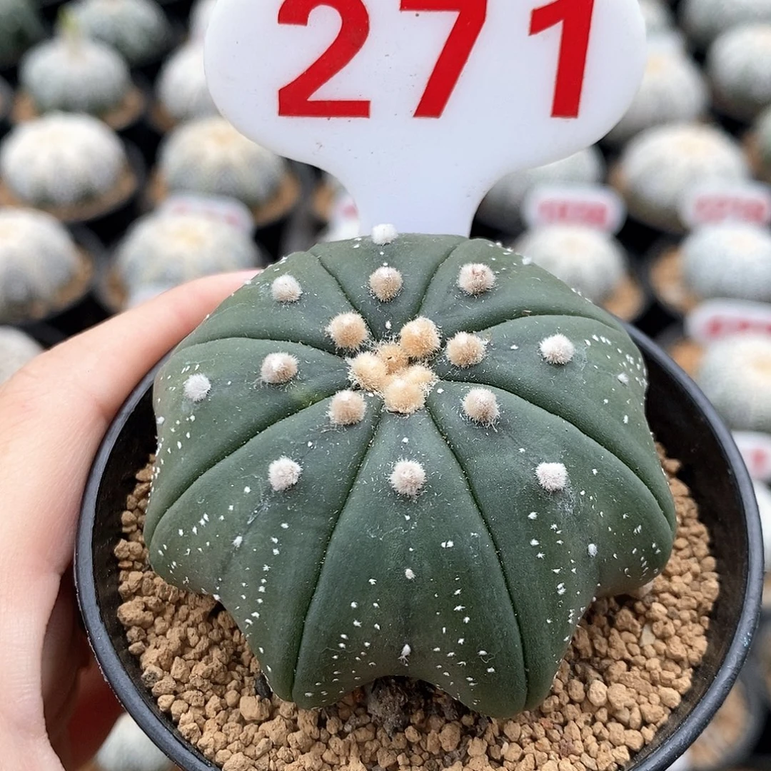 271琉璃海星兜系列产品