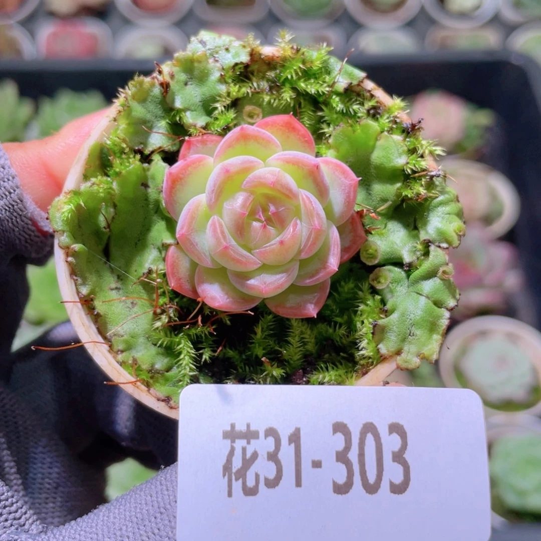 花利美31-303新品