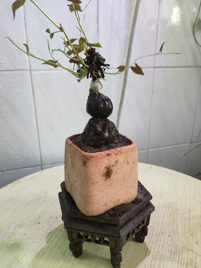 何首乌老桩盆景葫芦造型随意修剪可爬藤可造景，实物拍图细节看图