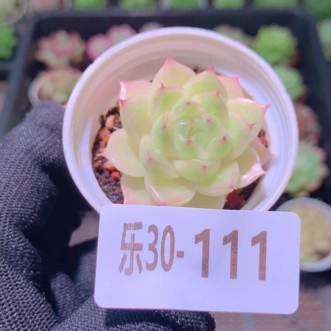 乐然30-111 麦秆单头