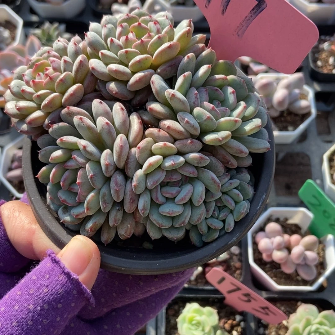 117白胖子多肉植物