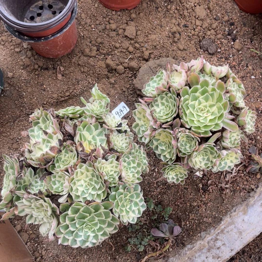 模***司9-19-9西施法师锦多肉