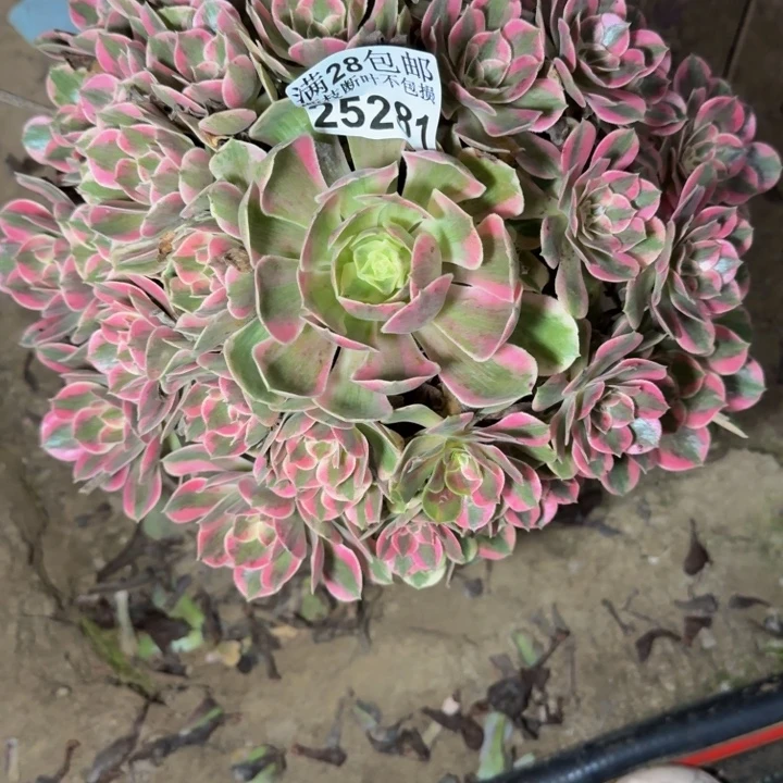 25281女妖多肉植物