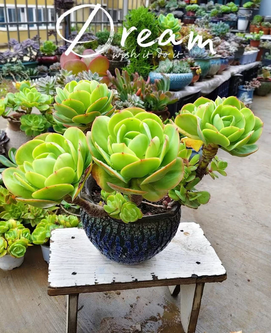 大碧桃【云贵精品多肉】230杯，4年老桩露养好活，一件包邮。