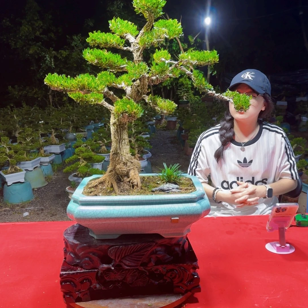 无花朵广东皱皮雀舌黄杨盆景