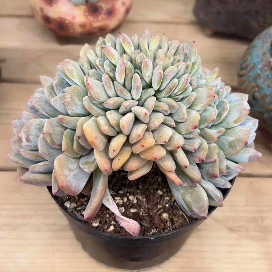 罩**住罩得住专拍星影zzzzzz