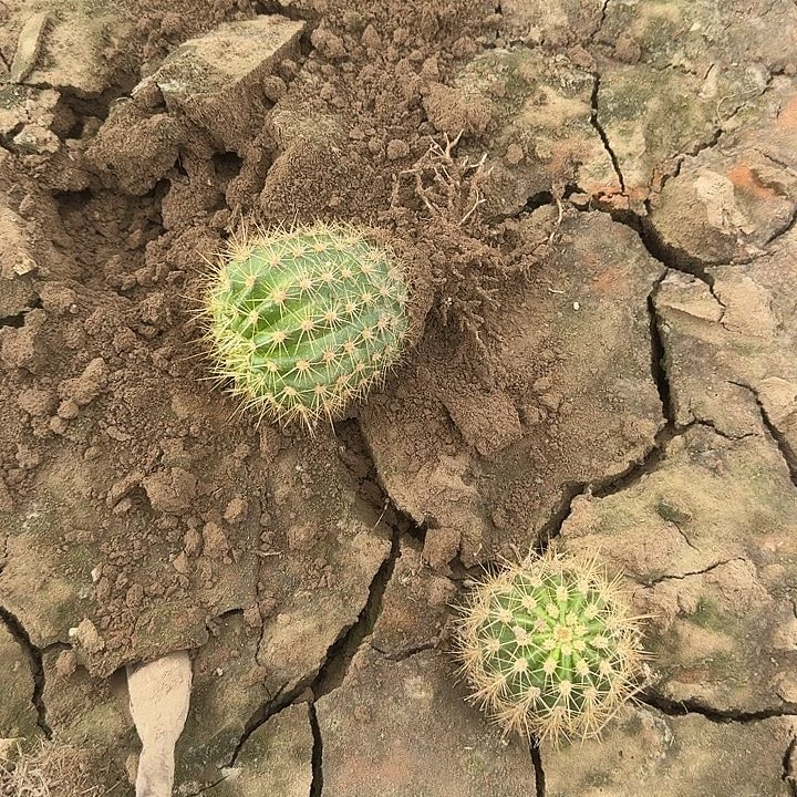 ?***?蒙娜丽莎根5公分左右毛花柱