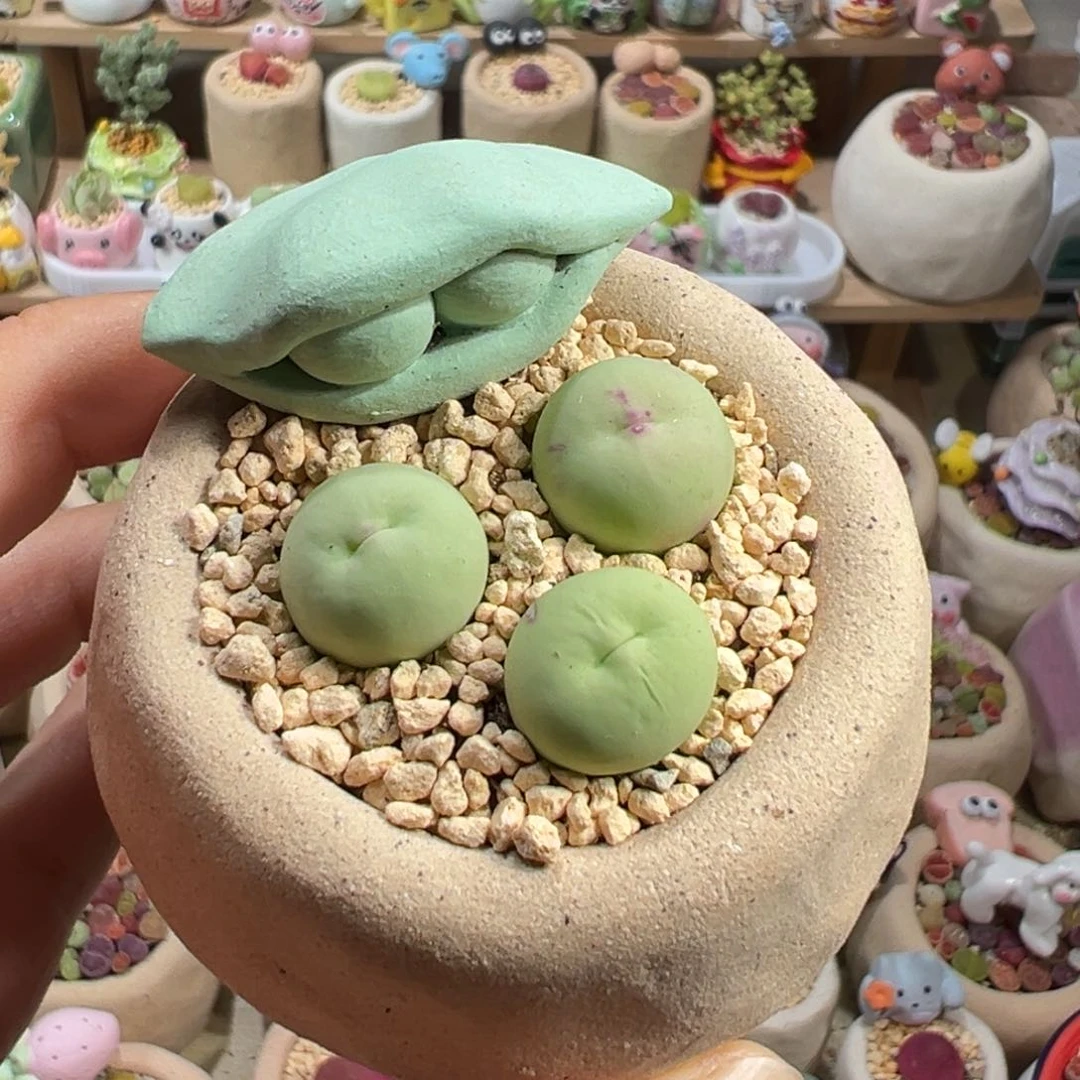 多肉植物303号鸽子蛋