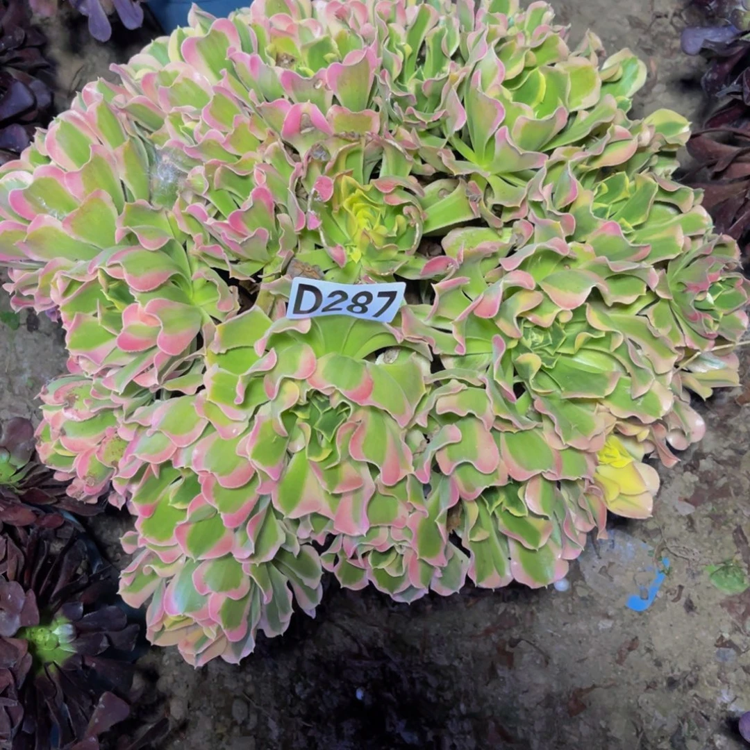 白凤法师14-//////2