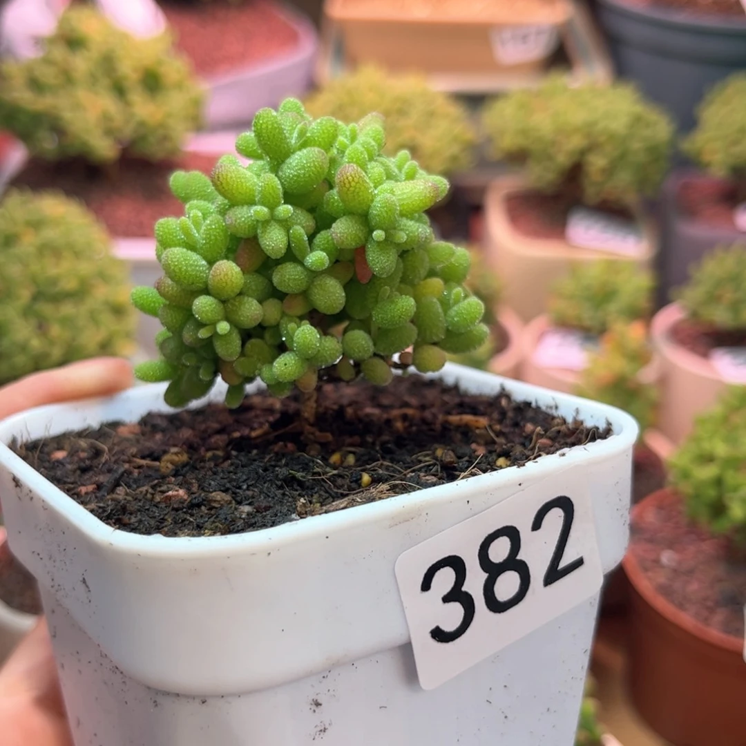 382金桔可爱多肉植物