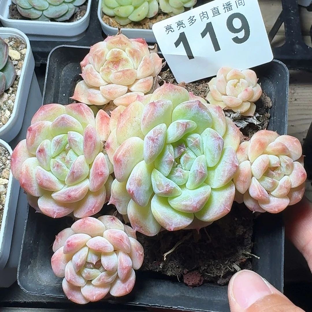 秘境冰魄群生            精美多肉植物
