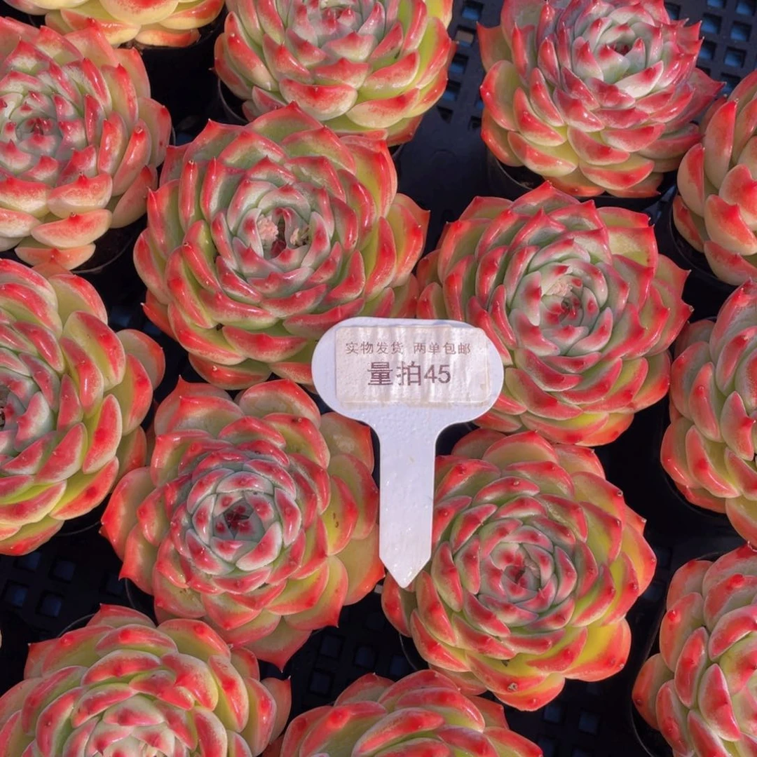 量拍 45号全状态吉娃娃大单头一个