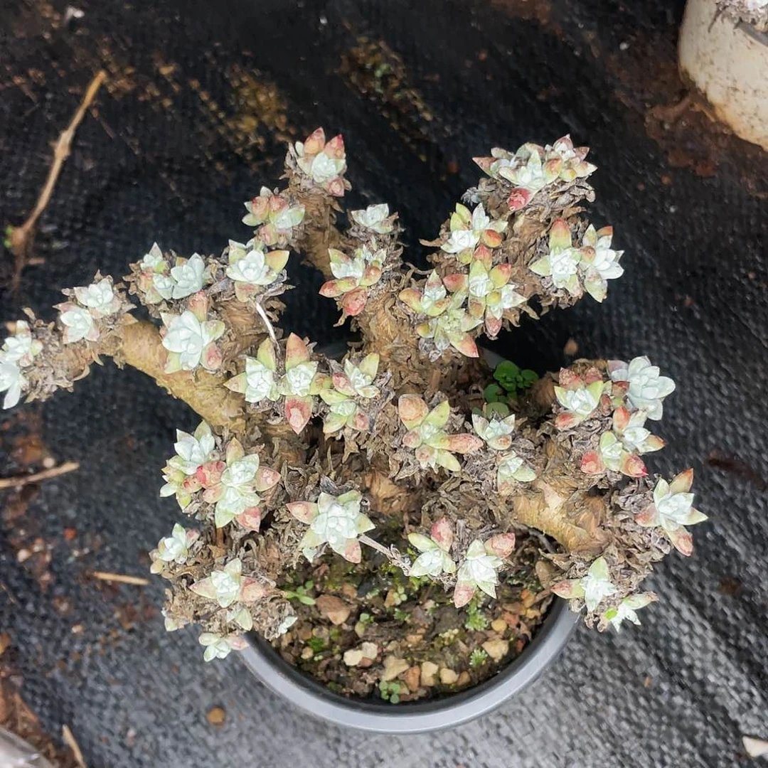 60头各诺马量拍1996