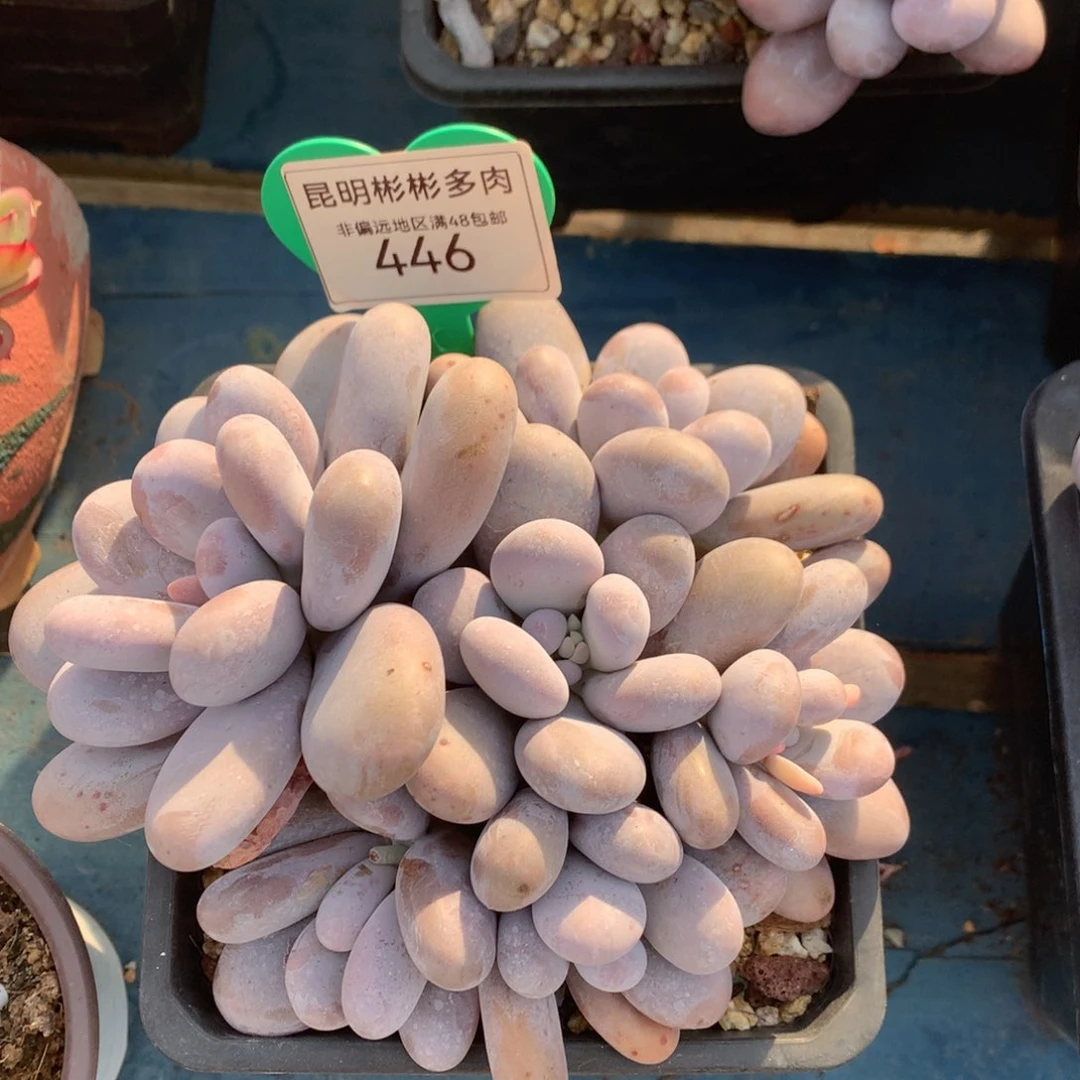 原始奶酪无砍老桩446