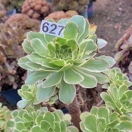 定***姐多肉植物一个玫瑰