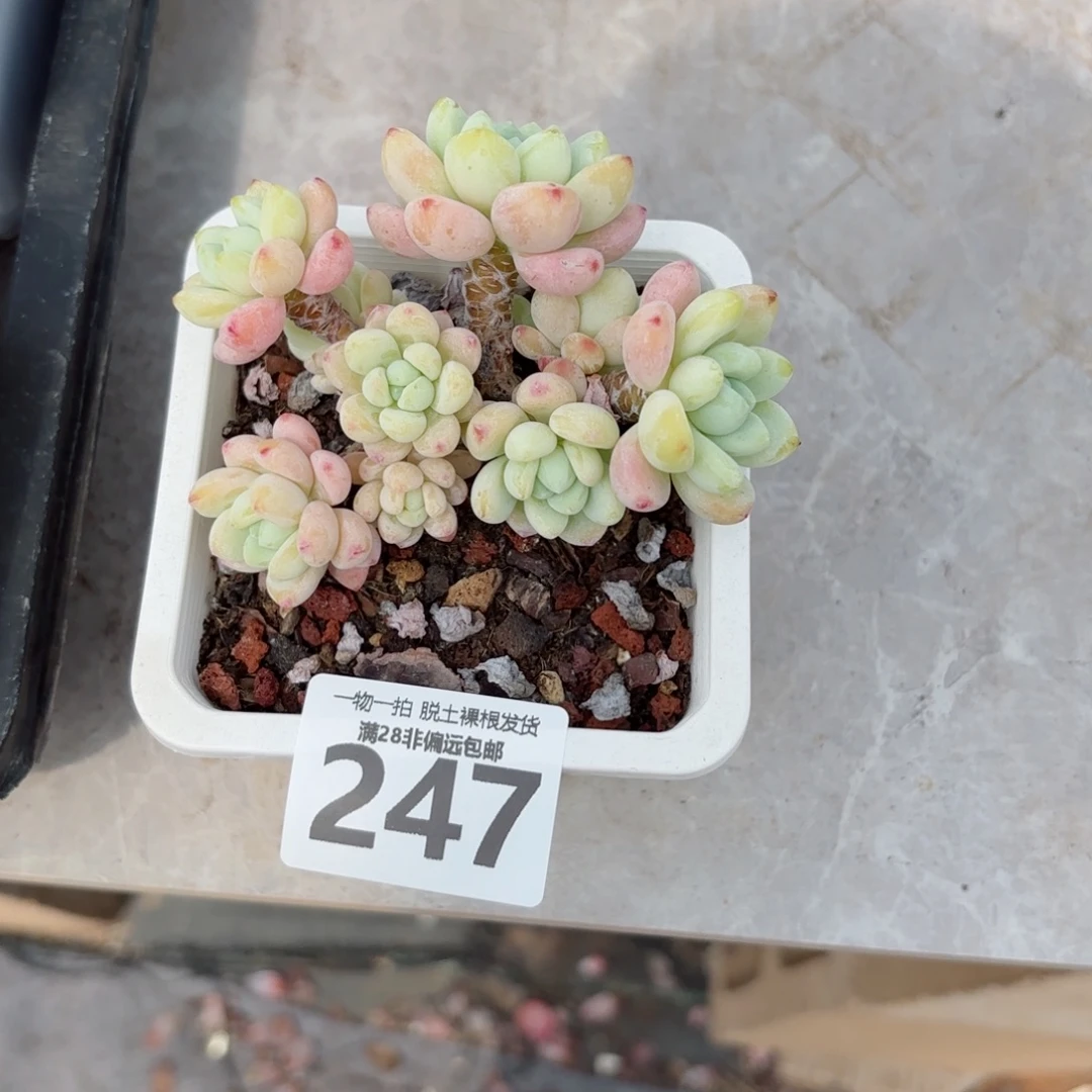 樱花罗绮老桩无盆土发货