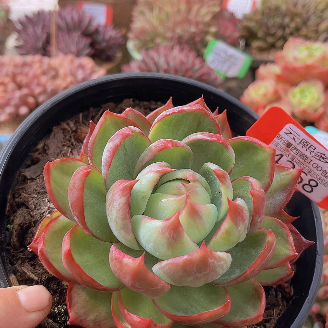 4268惊鸿仙子多肉植物