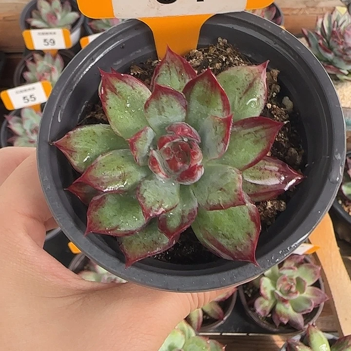 84 惊鸿仙子多肉植物