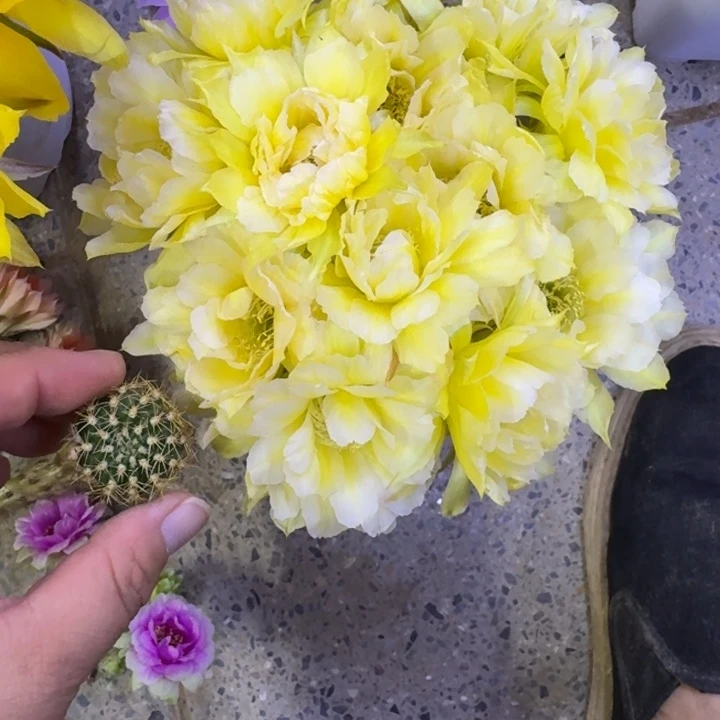 333丽花秋月根脱土发货3公分左右斑