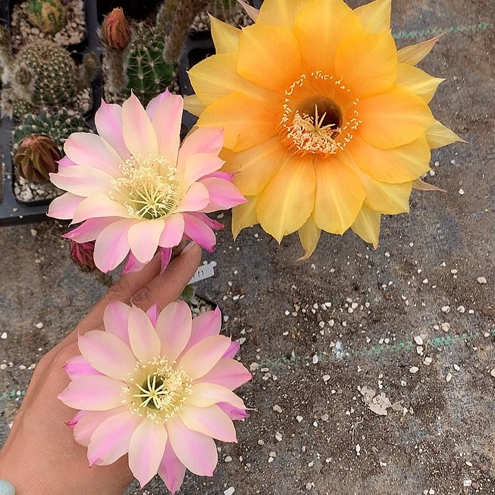 1711 实生彩草6.5厘米盆19包邮