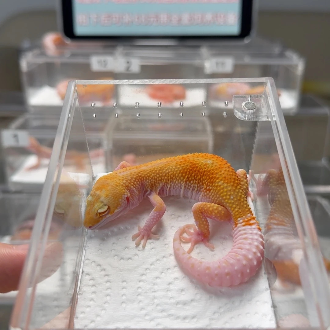 豹纹守宫白黄红眼暴龙迷 缺眼帘妹妹