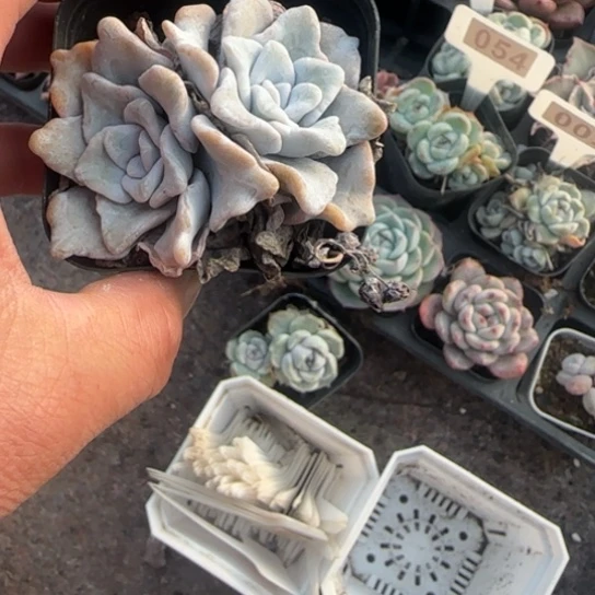 獬***豸58芭蕾舞者多肉植物多